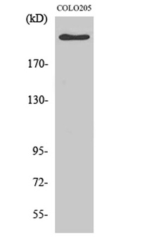 APC antibody