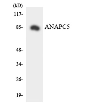 APC5 rabbit pAb