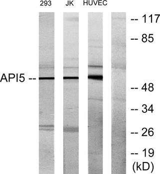 API5 rabbit pAb
