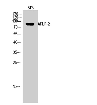 APLP-2 rabbit pAb