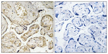 APOBEC3D/F antibody