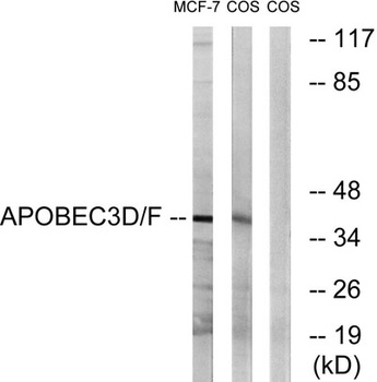 APOBEC3D/F rabbit pAb