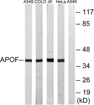 ApoF rabbit pAb