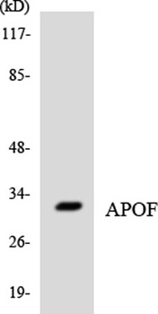 ApoF rabbit pAb
