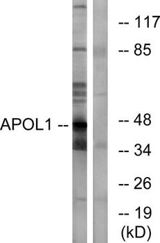 ApoL1 antibody