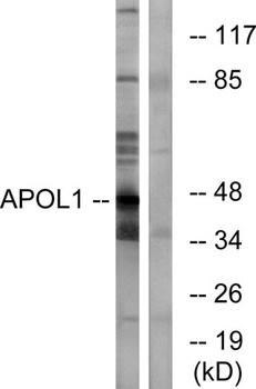 ApoL1 rabbit pAb