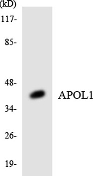 ApoL1 rabbit pAb