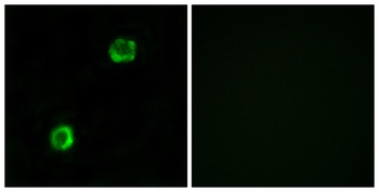 ApoL2 antibody