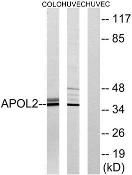 ApoL2 rabbit pAb