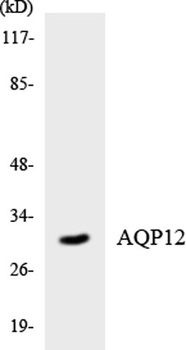 AQP12 rabbit pAb