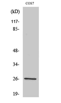 AQP2 rabbit pAb
