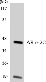 AR alpha2C antibody