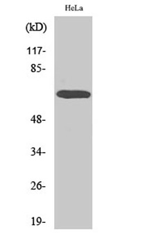 A-Raf antibody