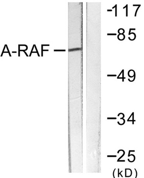A-Raf rabbit pAb