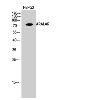 ARALAR rabbit pAb