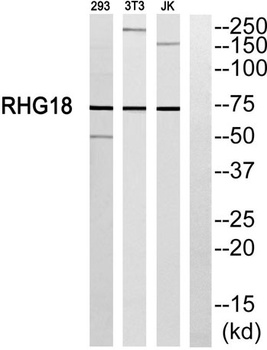 ARHGAP18 antibody