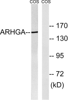 ARHGEF10 antibody