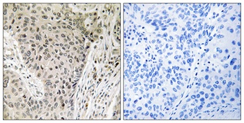 ARHGEF19 antibody