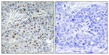 ARK-1 antibody