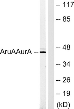 ARK-1 rabbit pAb