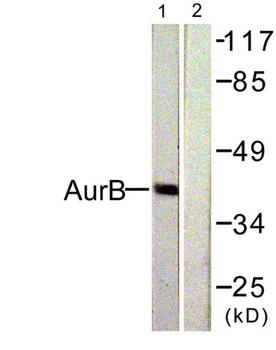 ARK-2 rabbit pAb