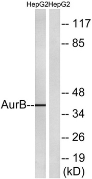 ARK-2 rabbit pAb