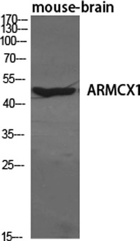 ARMCX1 rabbit pAb Antibody