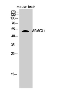 ARMCX1 rabbit pAb Antibody