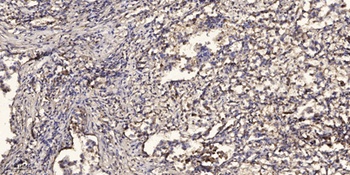ARMCX1 rabbit pAb Antibody