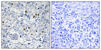 ARP-1 antibody