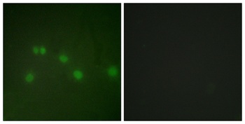 ARP-1 antibody