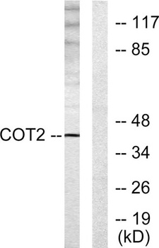 ARP-1 antibody