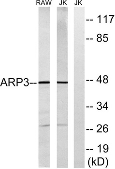 Arp3 rabbit pAb