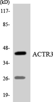 Arp3 rabbit pAb