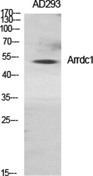 Arrdc1 rabbit pAb