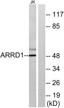Arrdc1 rabbit pAb