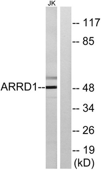 Arrdc1 antibody