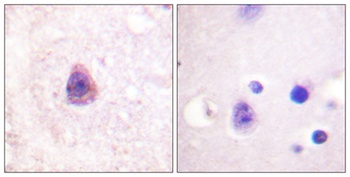 Arrestin-beta-1 antibody