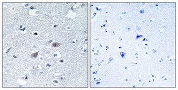 Arylsulfatase I antibody