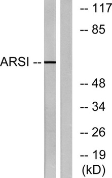 Arylsulfatase I antibody