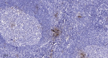 AR-β1 rabbit pAb