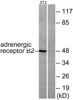 AR-beta2 antibody