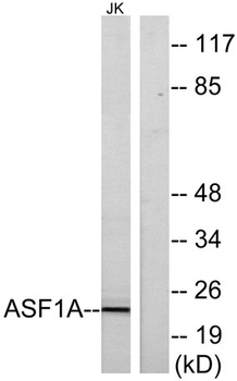 Asf1a antibody