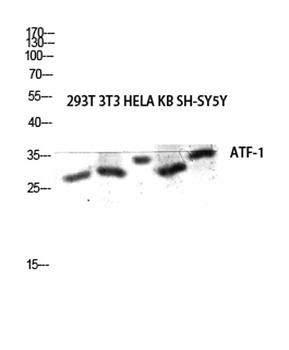 ATF-1 rabbit pAb