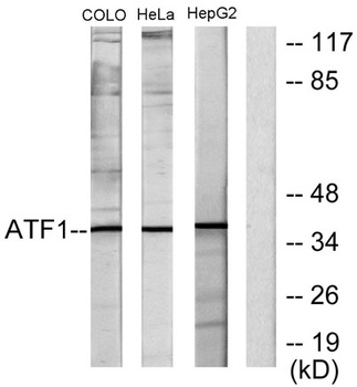 ATF-1 rabbit pAb
