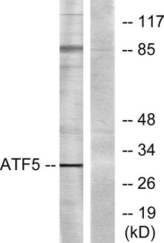ATF-5 antibody