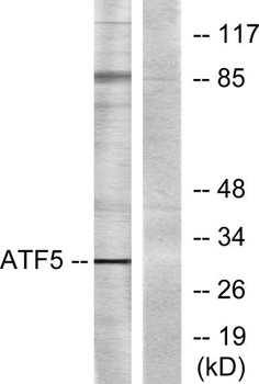 ATF-5 rabbit pAb