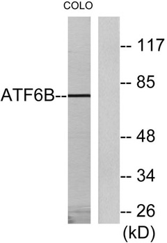 ATF-6β rabbit pAb