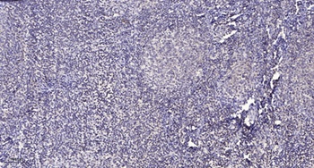 ATF-6β rabbit pAb