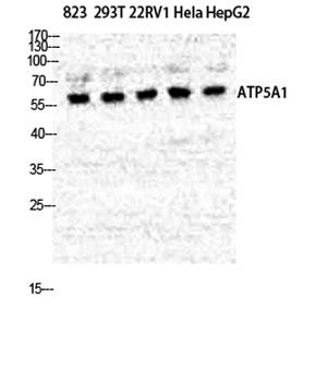 ATP5A antibody
